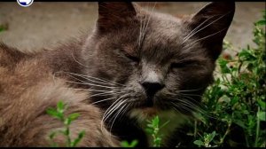 Издевательства над животными