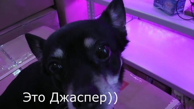 Получение орхидей из Азии в январе.В гостях у HAPPY ORCHID. смотреть онлайн
