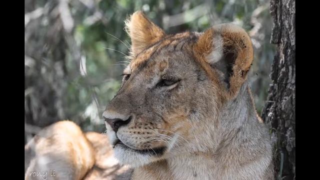 Jerusalema in Africa смотреть онлайн