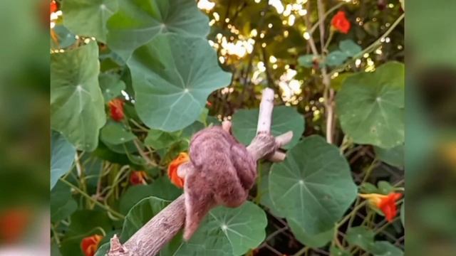 Улитка. Валяная из овечьей шерсти интерьерная игрушка. смотреть онлайн