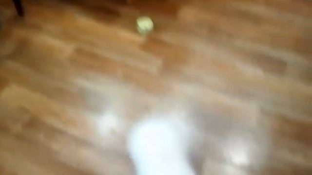 Будни// готовим кушать// выпечка// наша собачка