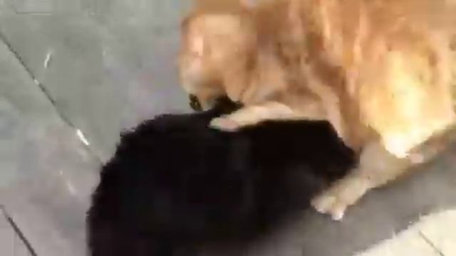 SUPER BUD trailer #1 смотреть онлайн