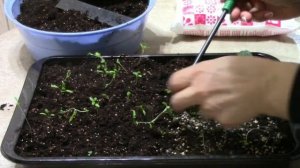 Особенности выращивания схизантуса из семян#цветы #схизантус #рассада #выращивание