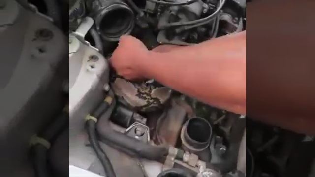 Python snake inside car engine... смотреть онлайн