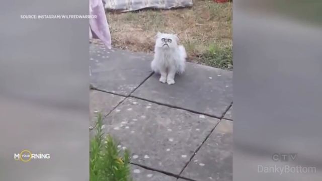 The Complete Story Of Wilfred Warrior: The Cat, The Myth, The Legend!