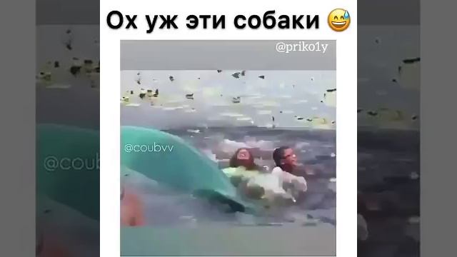 ох эти собаки ребятам на фронт я там уже был и знаю каково это 2202 2003 4591 2586 смотреть онлайн