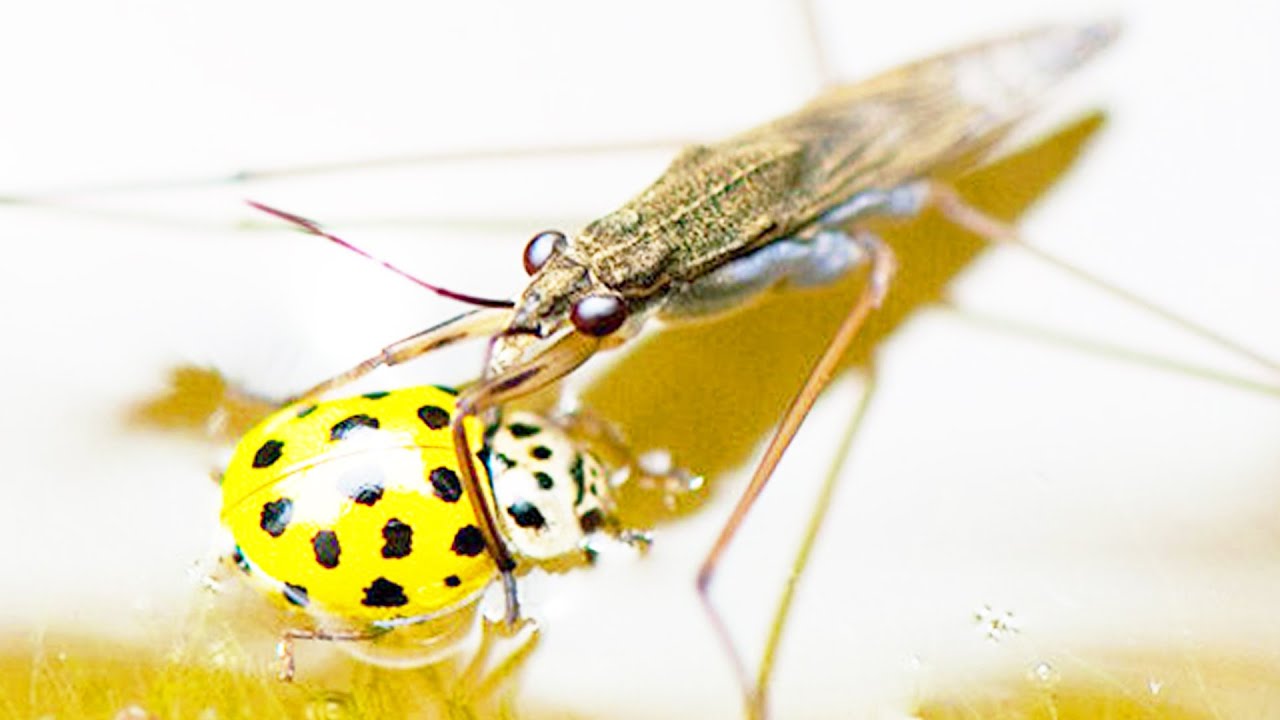 Интересные факты про водомерку смотреть онлайн