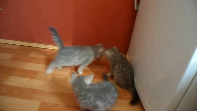 Котятам 2 месяца смотреть онлайн
