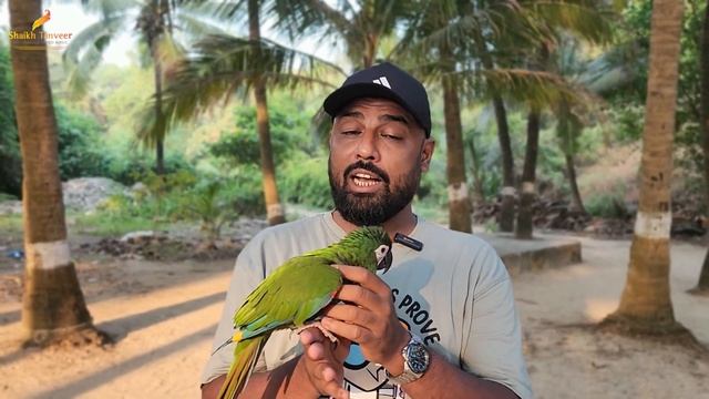 Severe Macaw - Complete Guide | Detailed Review | Chestnut Fronted Macaw | Mini Macaws смотреть онлайн