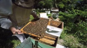 РОЕНИЕ. БЕЗ ПОИСКА МАТКИ.