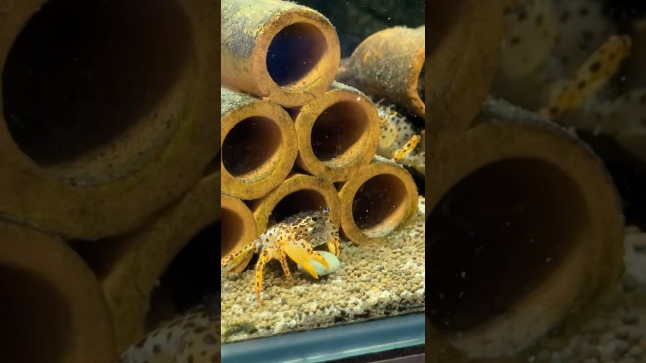 Главное - затащить еду в дом! #aquarium #аквариум смотреть онлайн