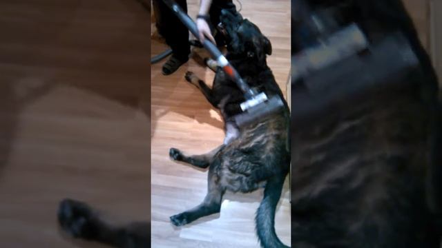Пылесос dyson и пес смотреть онлайн