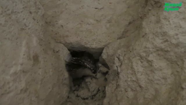 Воробьиный сычик - сова смотреть онлайн