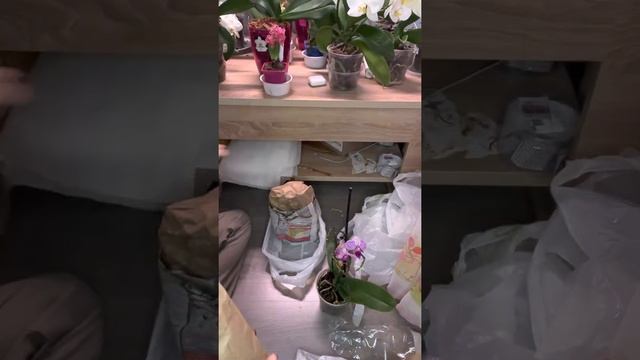 Рождественское чудо. смотреть онлайн