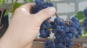 Сорт винограда Денисовский в Тамбове. Кондиция на 22.08.2021г.