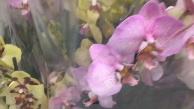 Цветочный рынок. Обзор орхидей смотреть онлайн