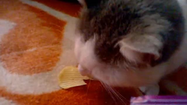 Кот Патрик и чипсы. Cat & Chips смотреть онлайн