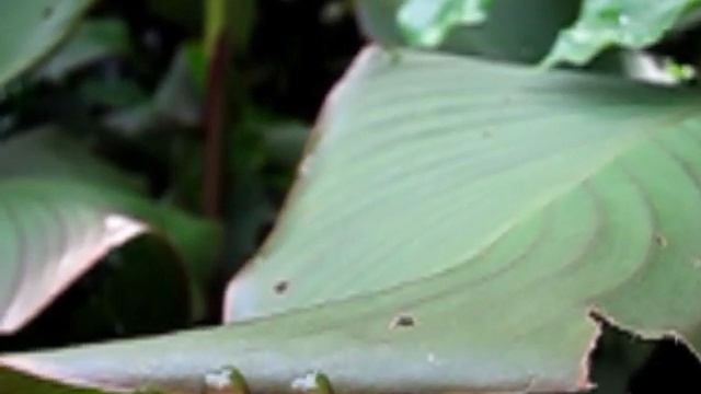 Canon IXUS 300 HS Movie Sample #2 (240fps) смотреть онлайн