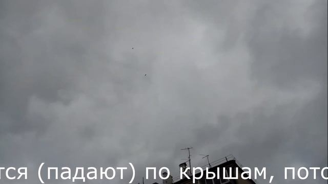 Ястреб Тетеревятник гоняет голубей | Goshawk attacks pigeos смотреть онлайн