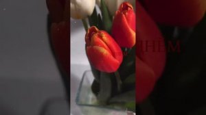 Поздравляю с 8 Марта #katerinacherepanova #поздравление #8марта #shorts