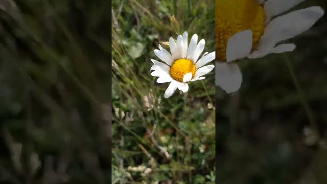 ромашка смотреть онлайн