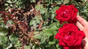 РОЗЫ....Дэвид Остин , Массад и Гийо. Шикарные розы.