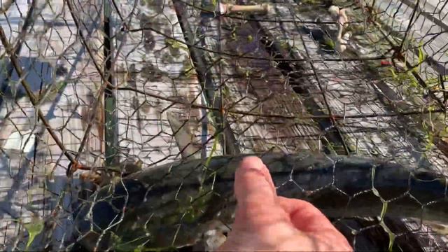 Дети по строили Рыбаловку -краболову.. с поймали ..tilapia mullet crab смотреть онлайн