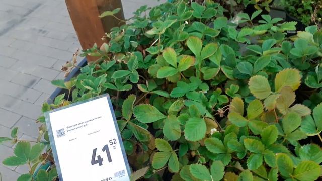 Бешеная цена и Полное отсутствие качества... Рассада клубники в одном из супермаркетов Харькова смотреть онлайн