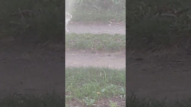 Кошечка ПРИНЦЕССА пришла не одна. НЕОЖИДАННЫЕ гости на даче. Часть 3. смотреть онлайн