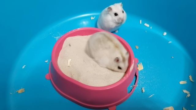 ХОМЯЧКИ ЧИСТЯТ ШЕРСТКУ :) смотреть онлайн