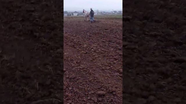 Коні в Україні 🐎 Коні в роботі 😉 Засіяли овес 🌿🌿🌿 смотреть онлайн