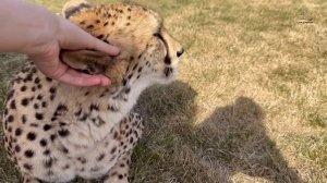 Одно утро с чудесной Гердой. Когда у тебя есть ручной гепард