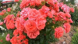 Розы группы флорибунда. Cherry Girl (Черри Герл)