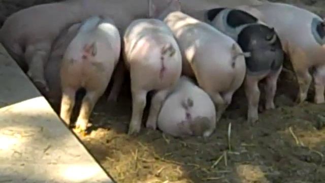 Hungry little piggies...Piglet feeding frenzy! смотреть онлайн