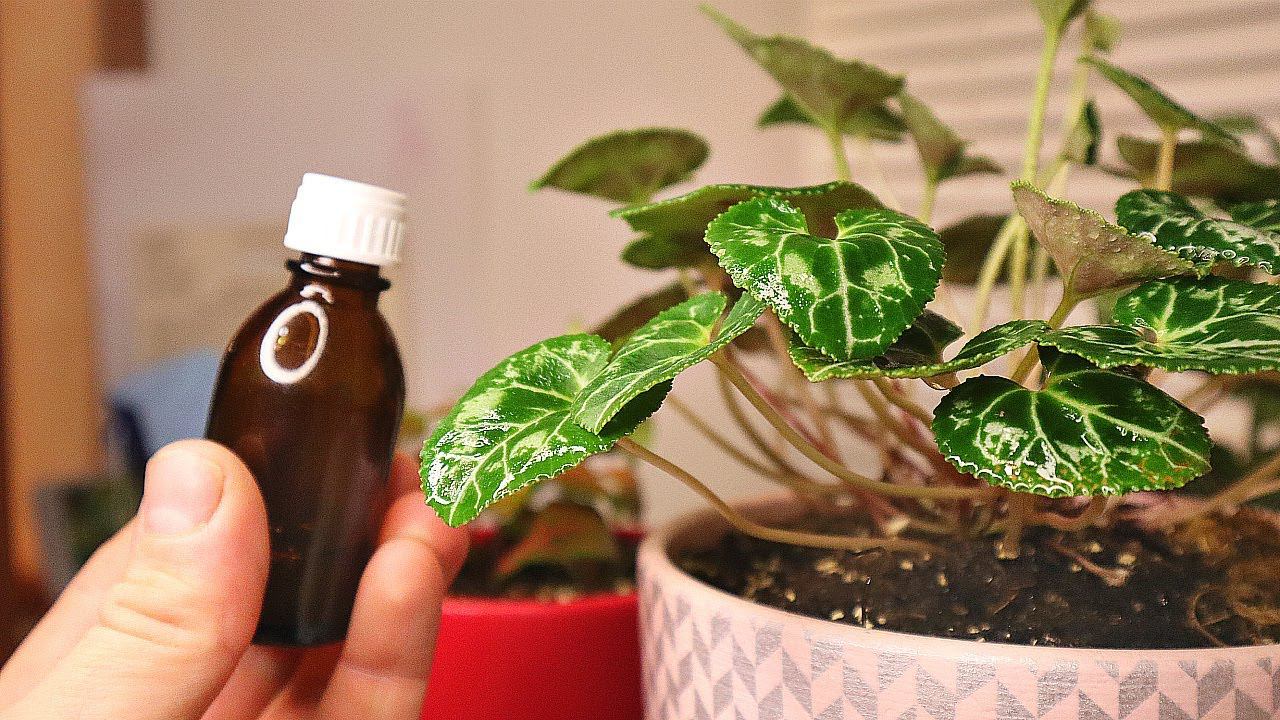 Научилась опрыскивать и проливать фитовермом домашние цветы и растения. Забыла что такое вредители смотреть онлайн