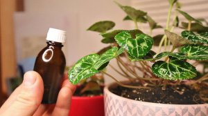 Научилась опрыскивать и проливать фитовермом домашние цветы и растения. Забыла что такое вредители