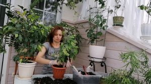 ПЕРЕСАДКА ФИКУСОВ БЕНДЖАМИНА.