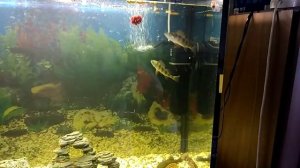 Содержание и кормление окуней в аквариуме