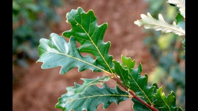 Топ 5 самых старых деревьев России смотреть онлайн