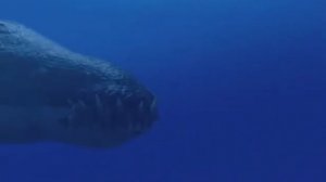 Лиоплевродон ( Прогулки с динозаврами )