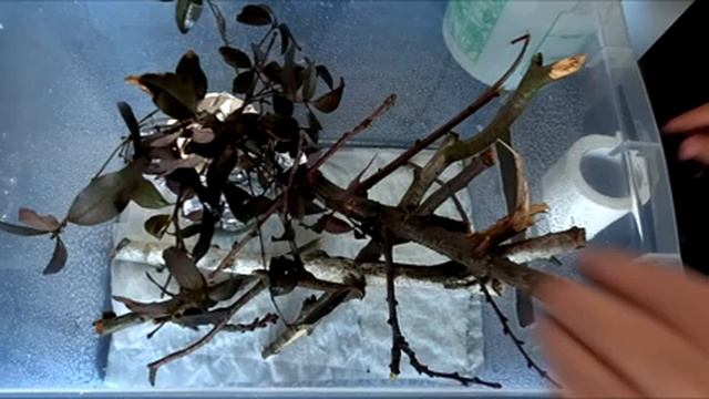 Przygotowanie pojemnika dla straszyków diabelskich Peruphasma schultei + przekładnie смотреть онлайн