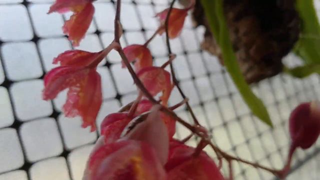 Tolumnia and howerea смотреть онлайн