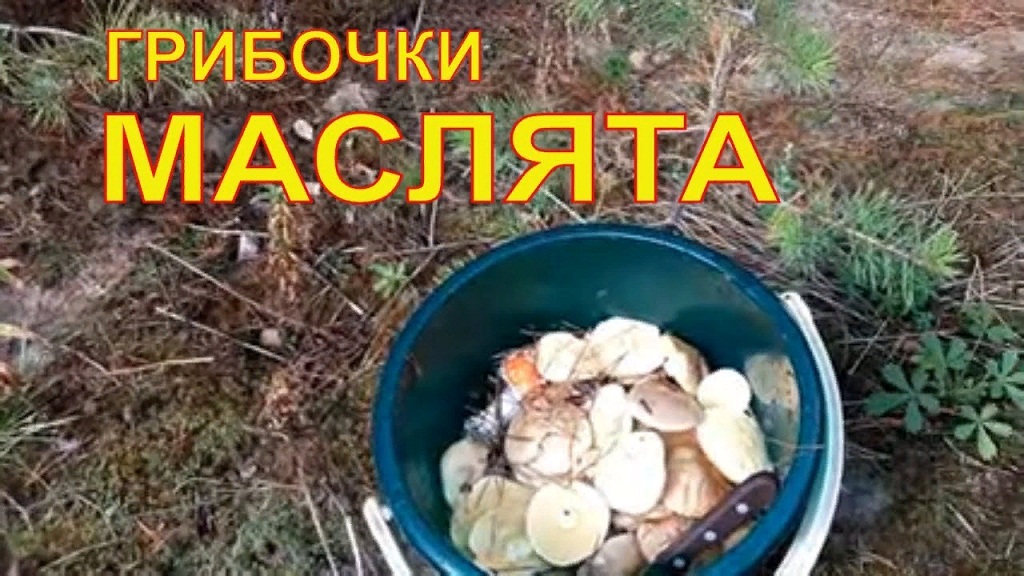 Собираю Маслят Грибной сезон Деревенская жизнь смотреть онлайн