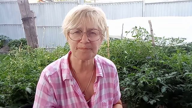 Помогаем томатам перенести жару. смотреть онлайн