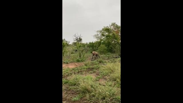 Hyena vs Python смотреть онлайн