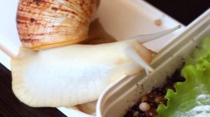 Как ухаживать за улитятами. Размножение. Кладка. Отбраковка. Ахатина ретикулята