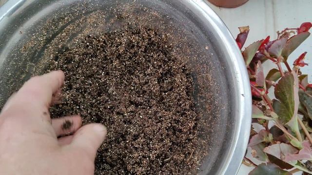 Черенкую Бегонию в октябре. смотреть онлайн