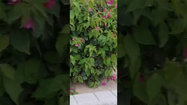 BOUGAINVILLEA SPECTABILIS смотреть онлайн