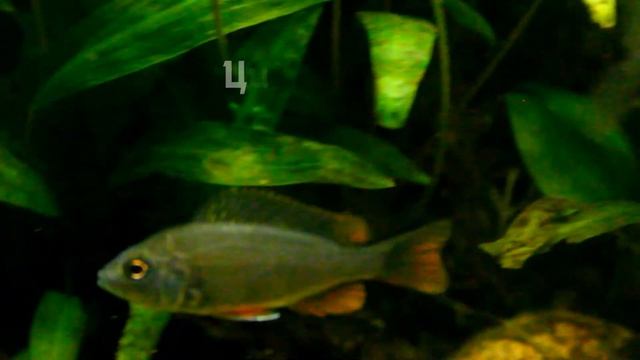 Проект Мой Аквариум смотреть онлайн