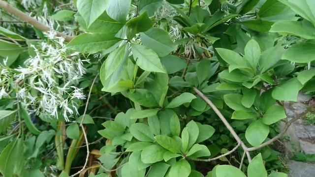 Cнежноцвет виргинский (Virginsk Sneflokketræ, Chionanthus virginicus). Ботанический сад Орхус, Дани смотреть онлайн